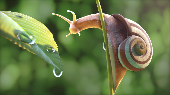 Snail